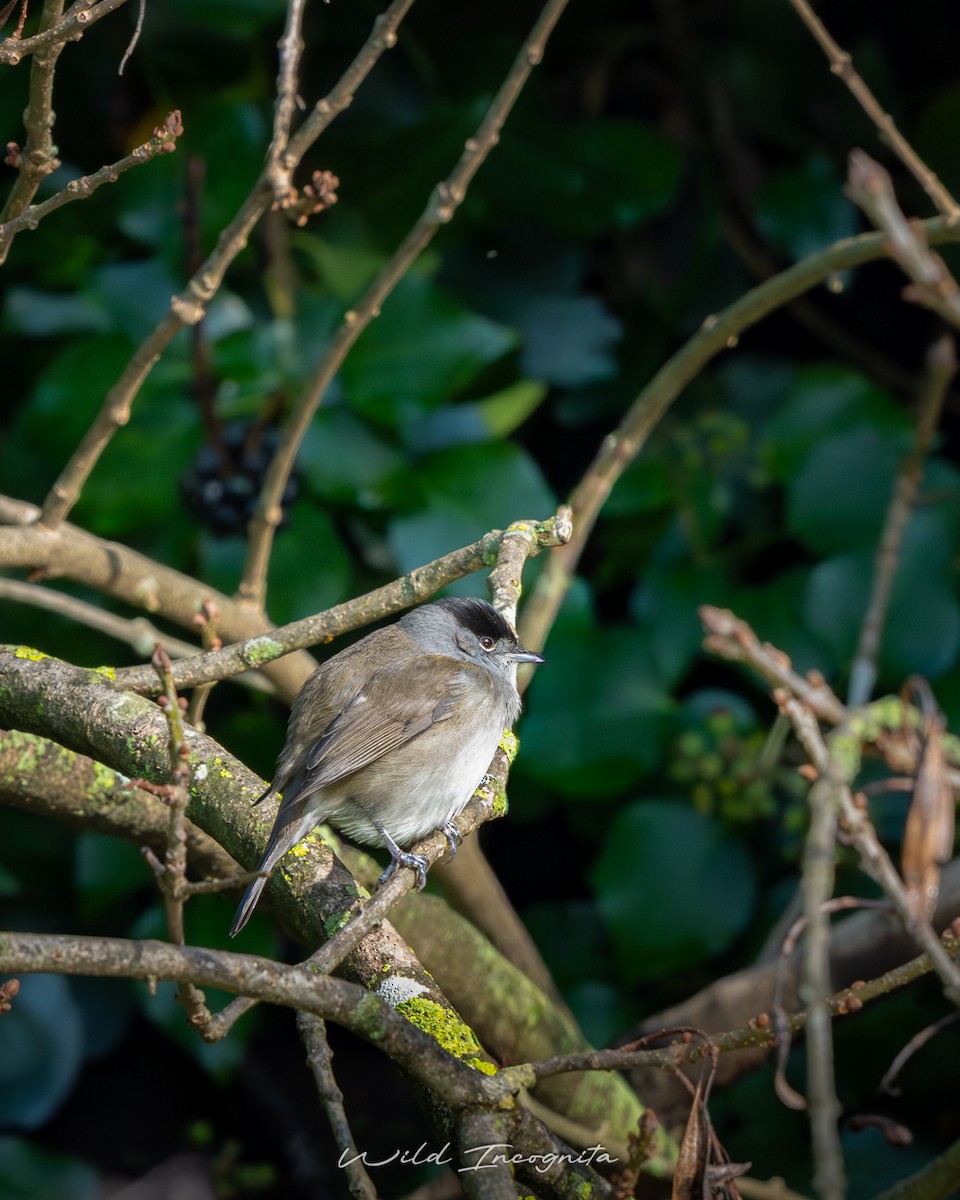Eurasian Blackcap - ML647189914