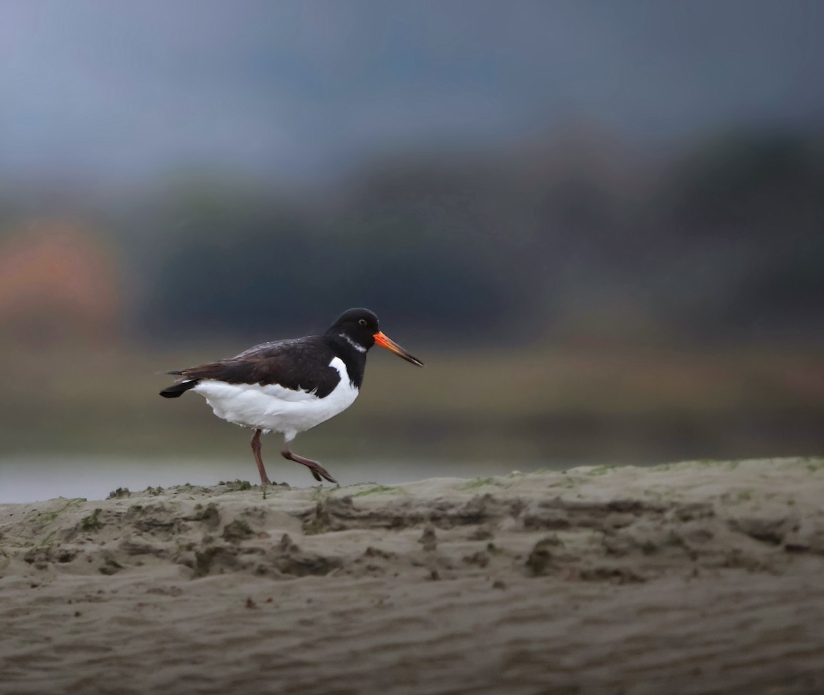 Austernfischer - ML647189915