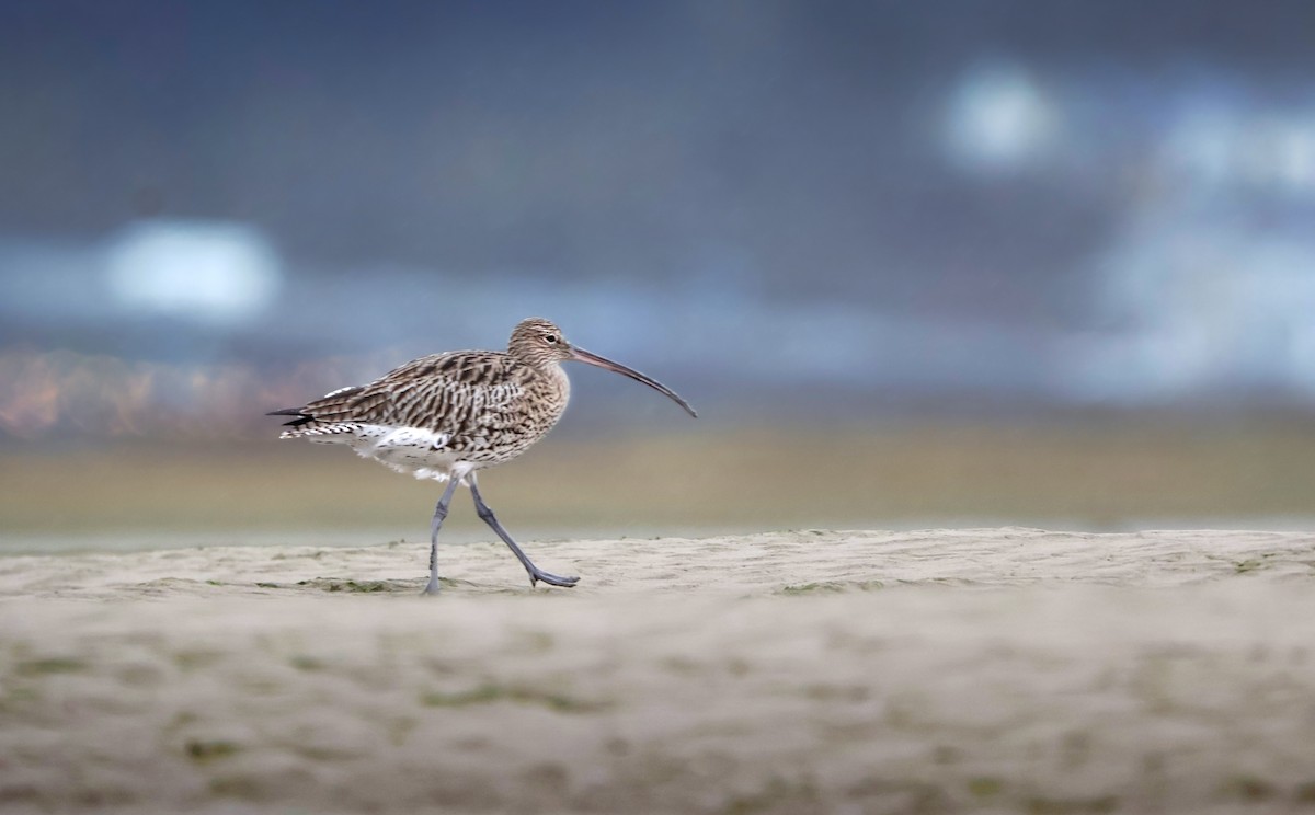 Brachvogel - ML647189927