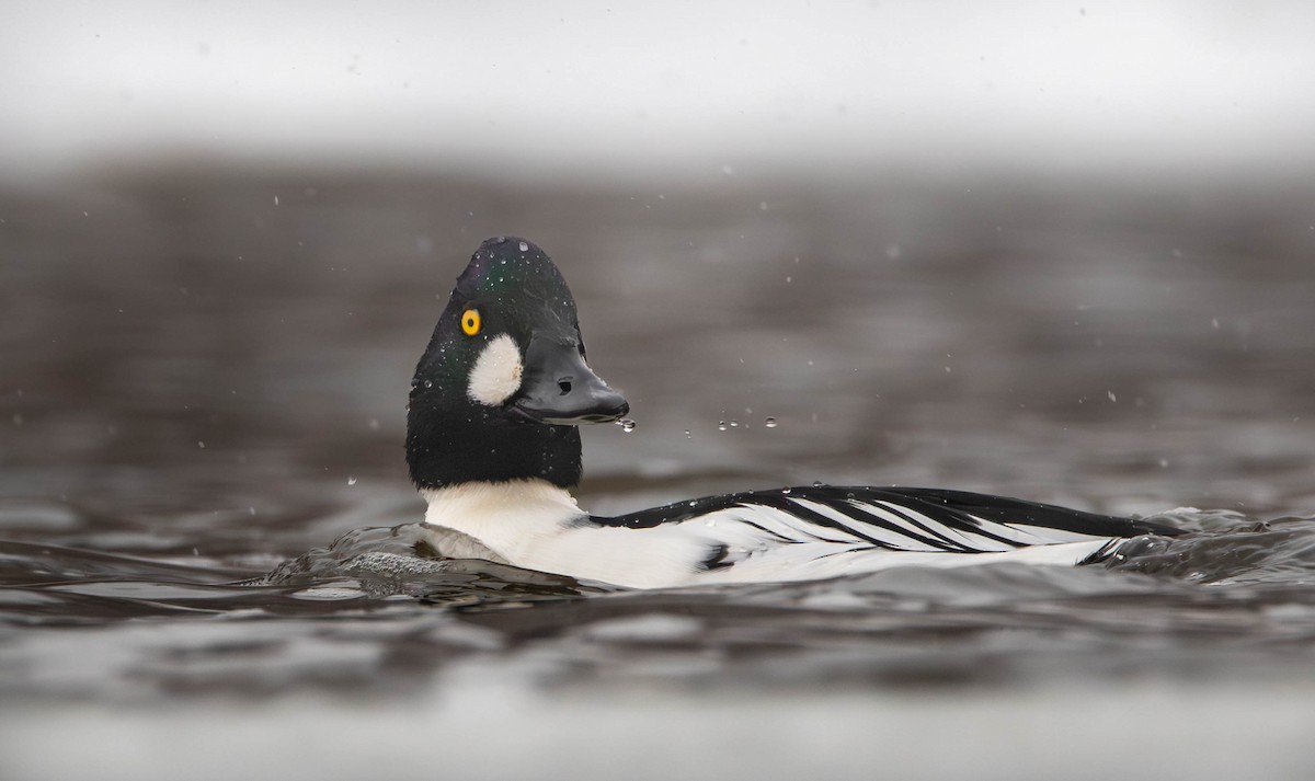 Гоголь зеленоголовий - ML647189928