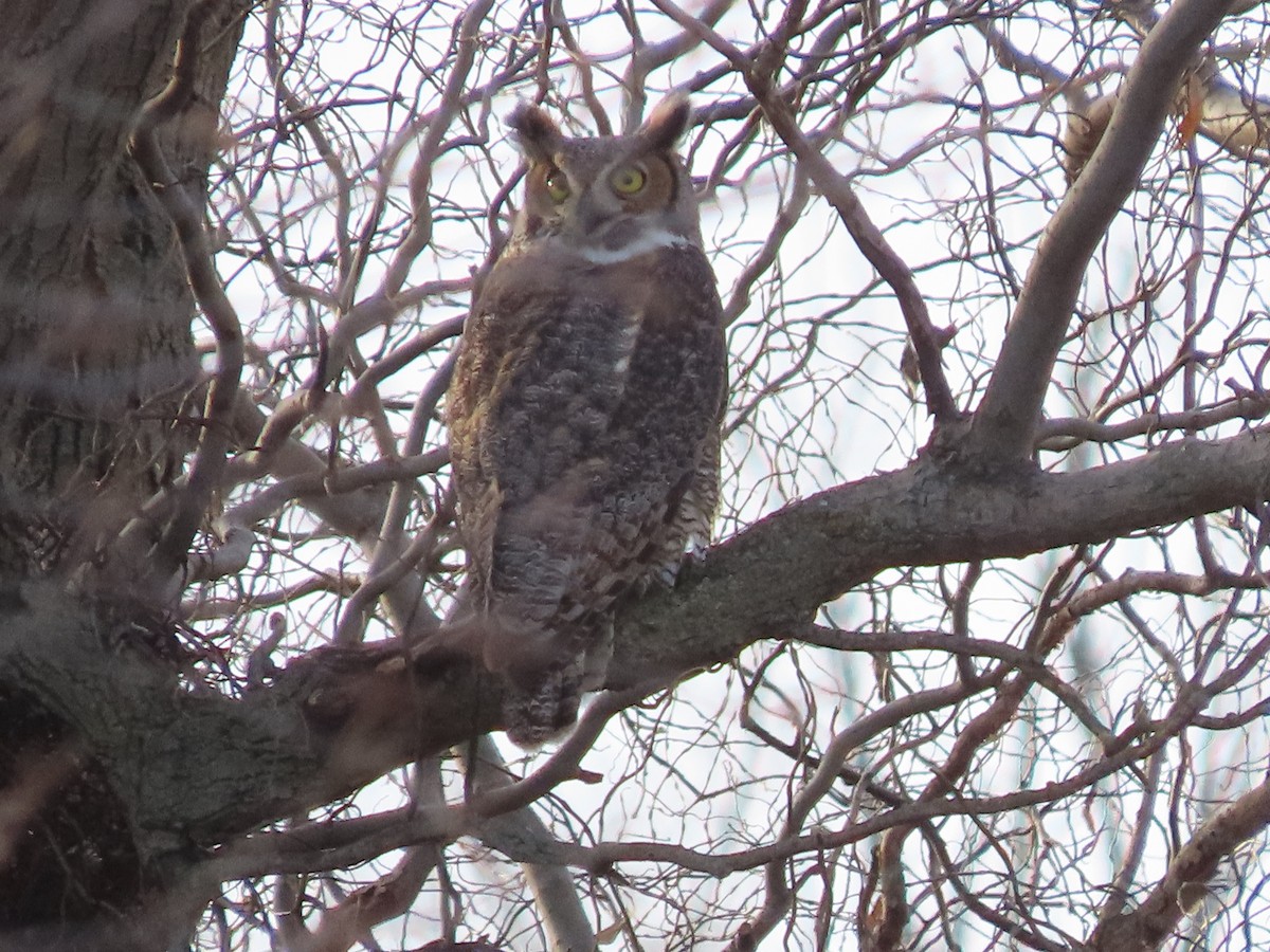 Great Horned Owl - ML647189929
