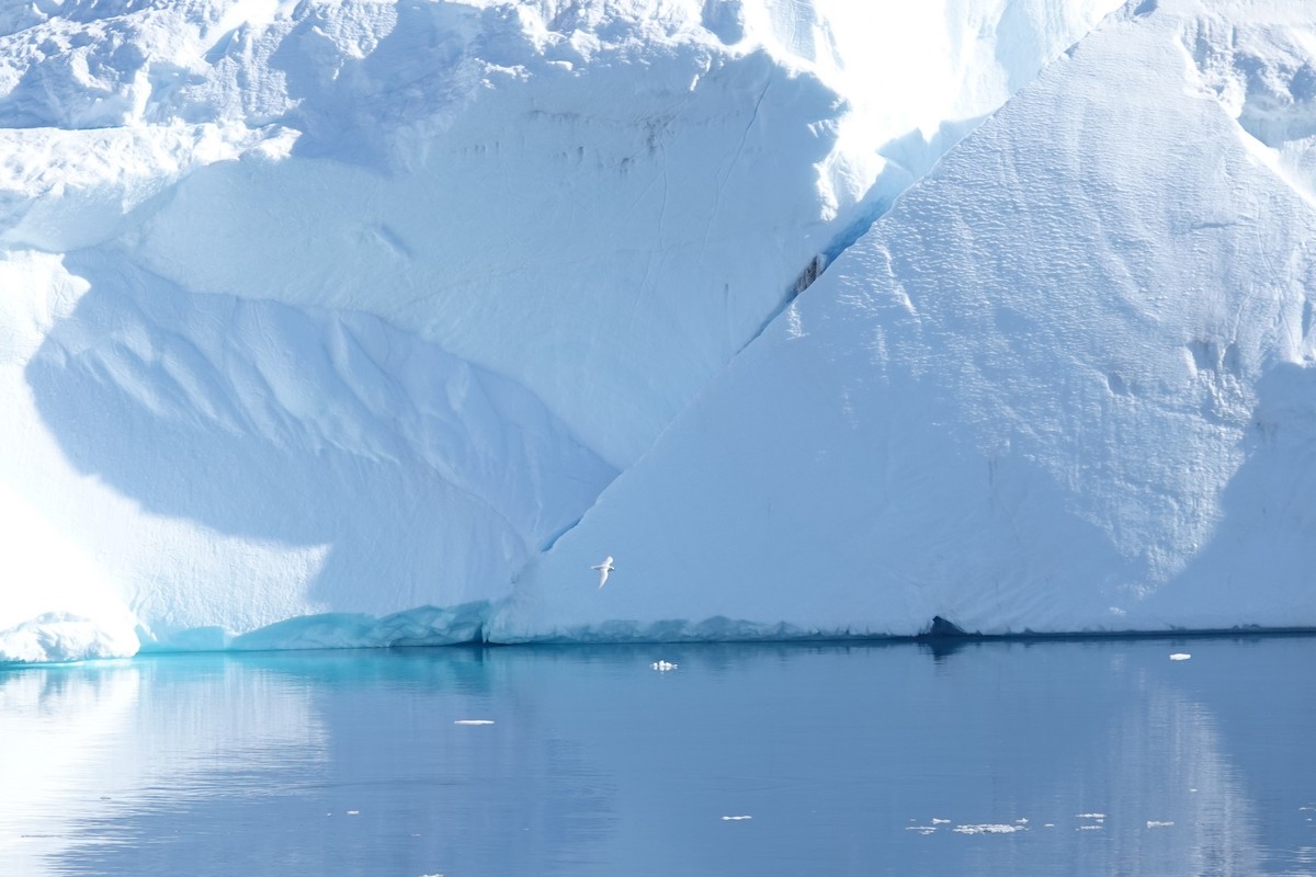 Снежный буревестник - ML647189931