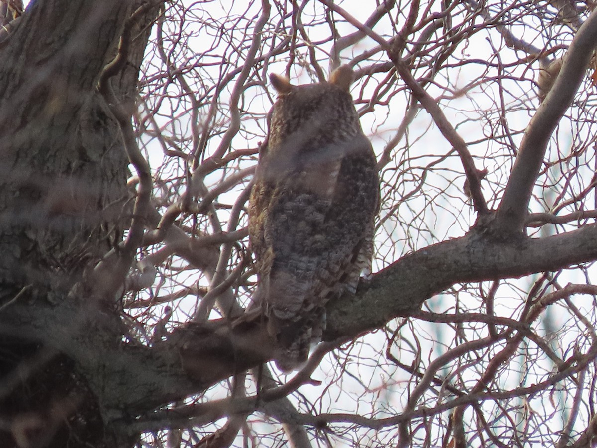 Great Horned Owl - ML647189932