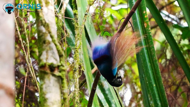 Blue Bird-of-Paradise - ML647189933
