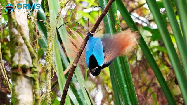 Blue Bird-of-Paradise - ML647189935