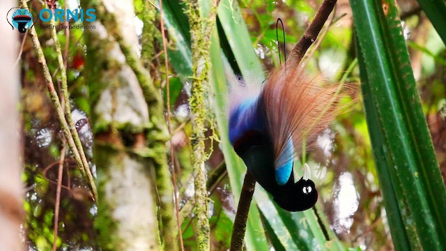 Blue Bird-of-Paradise - ML647189937