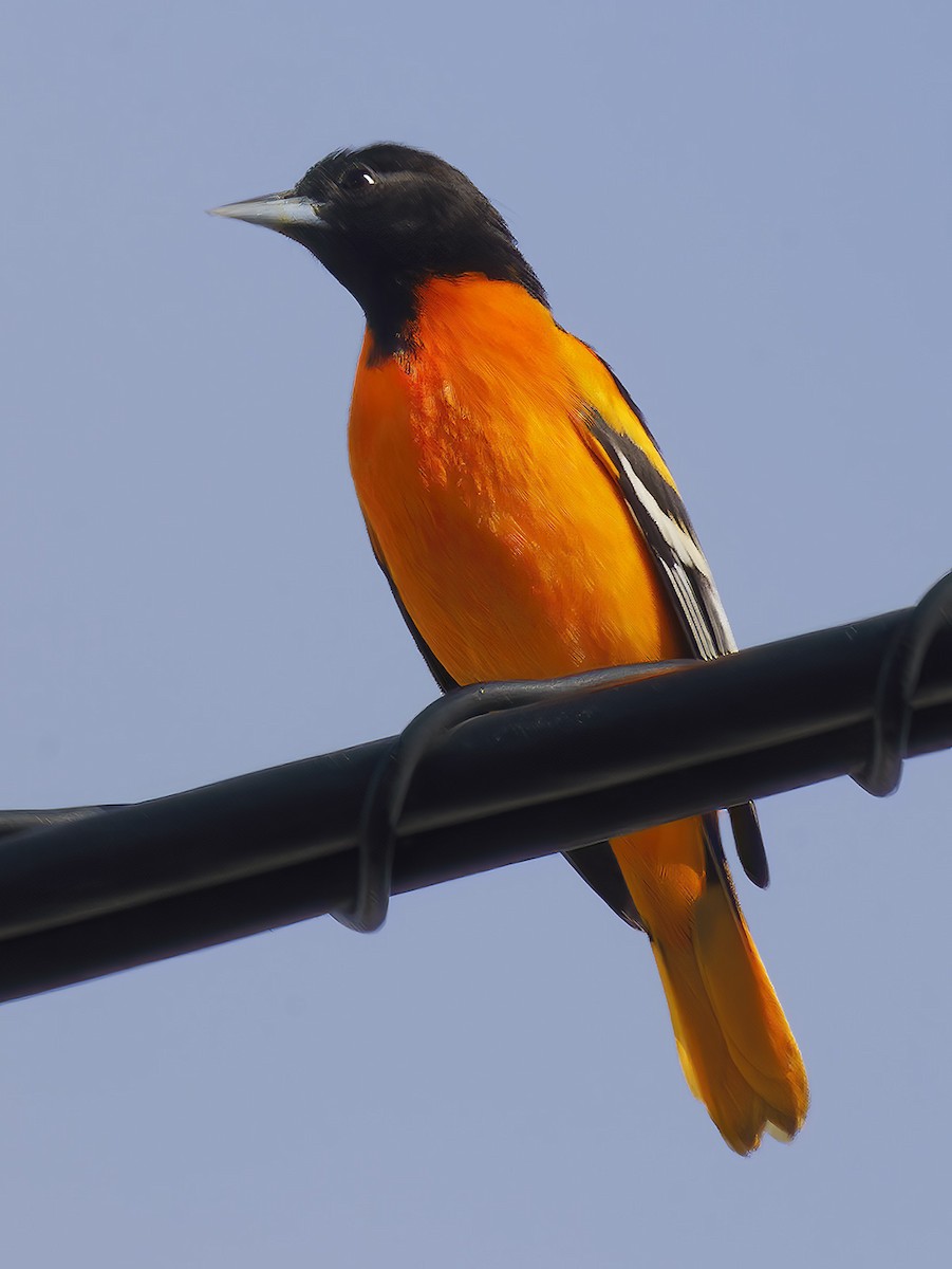 Baltimore Oriole - ML647189938