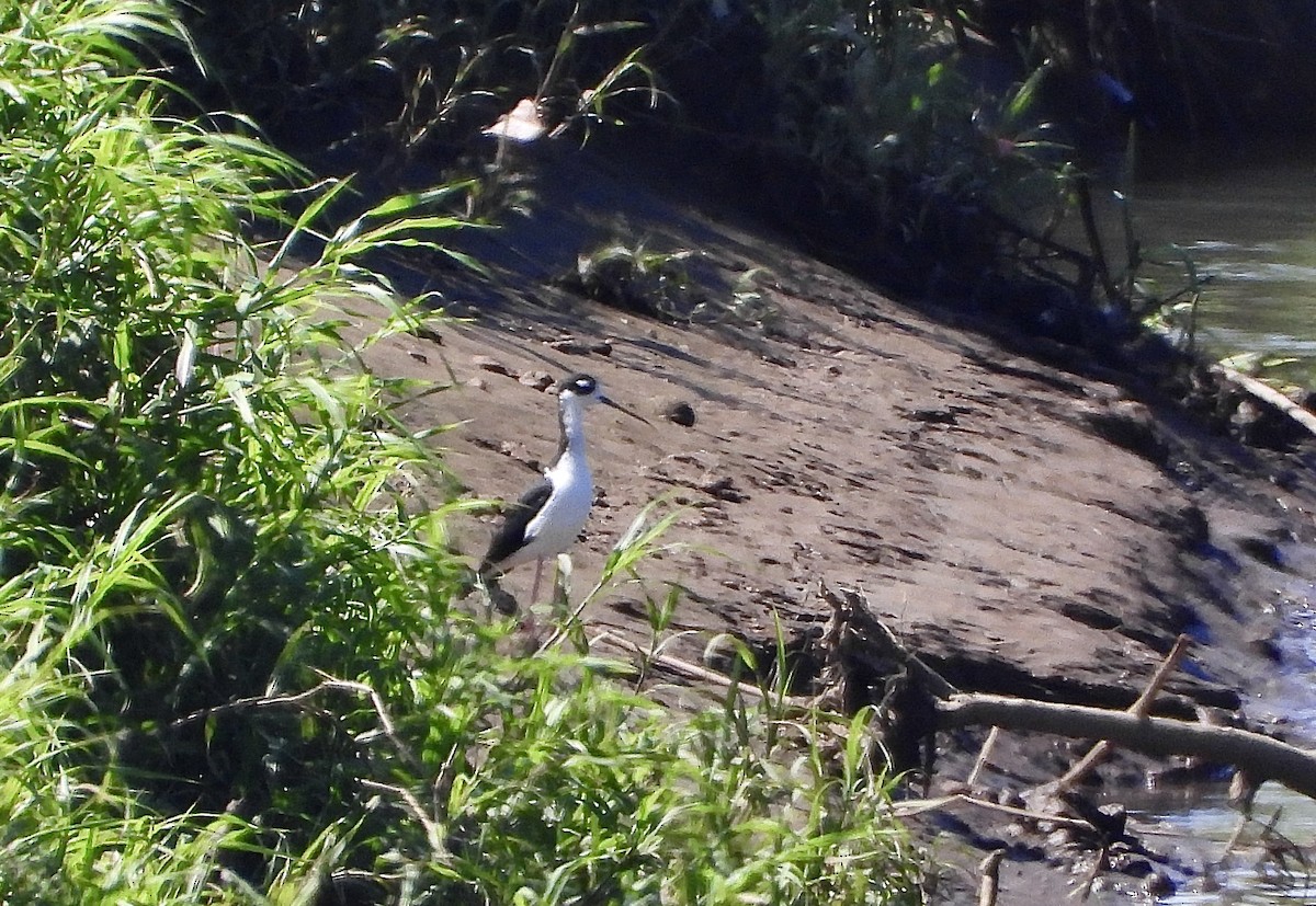 Американский ходулочник - ML647189952