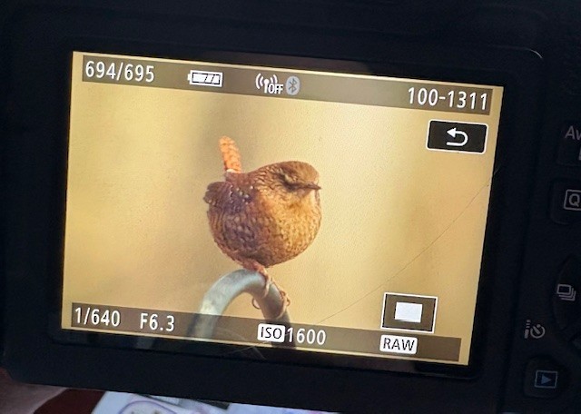 Winter Wren - ML647189956