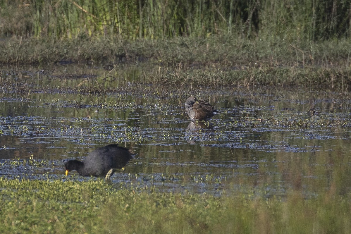Spot-flanked Gallinule - ML647189960