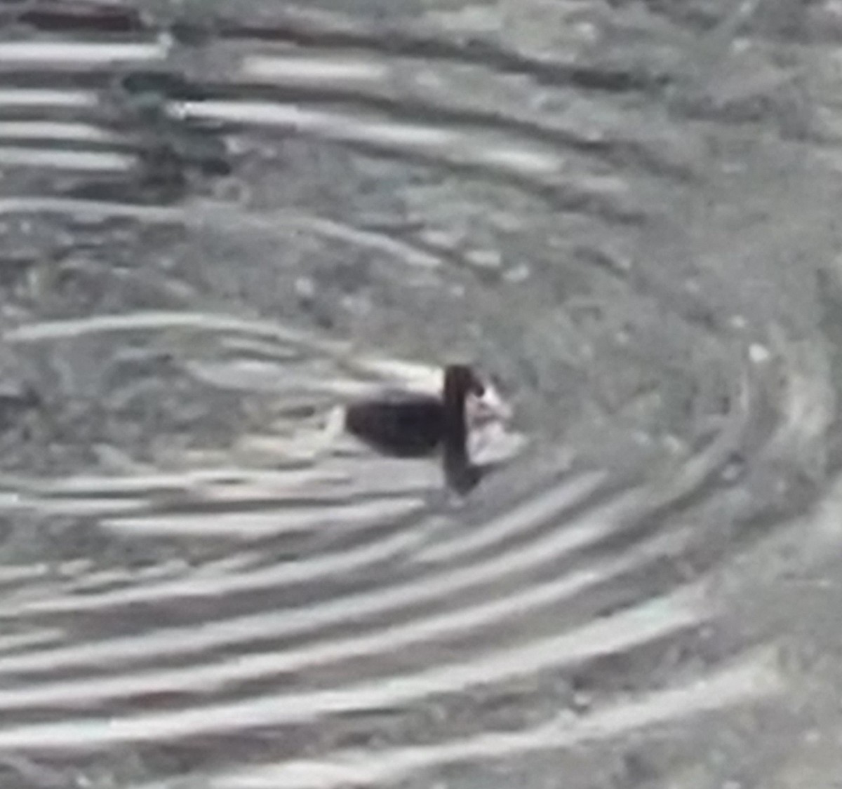 polák proužkozobý - ML647189974