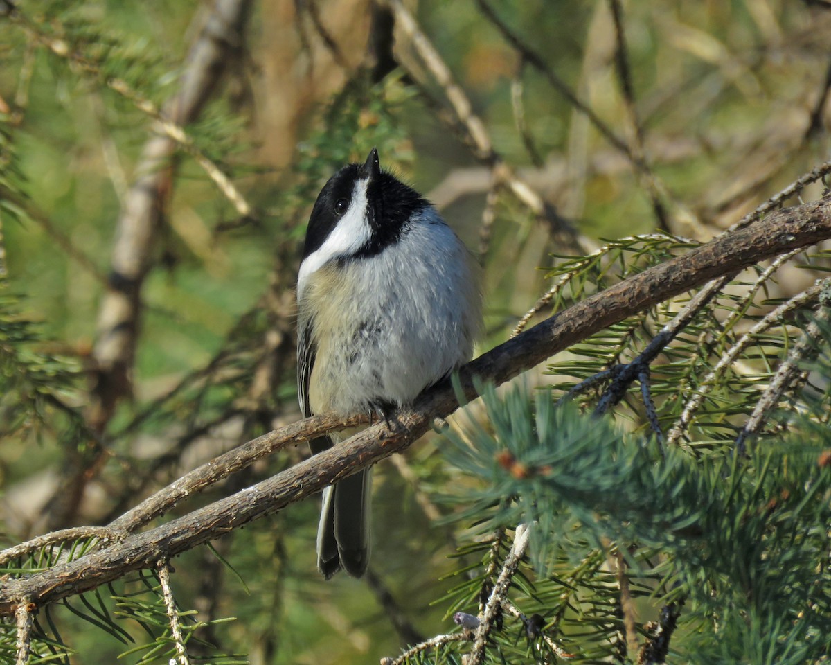 Black-capped Chickadee - ML647189976