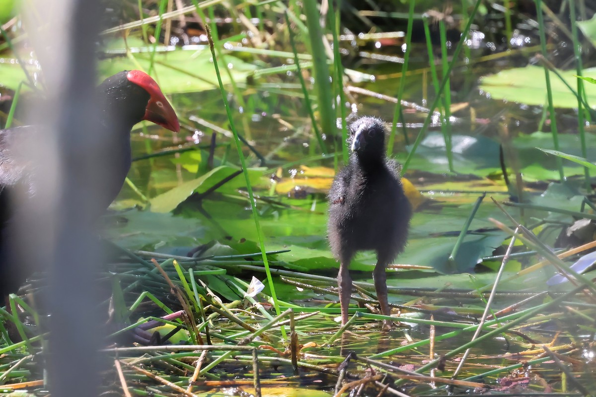 Australasian Swamphen - ML647189977