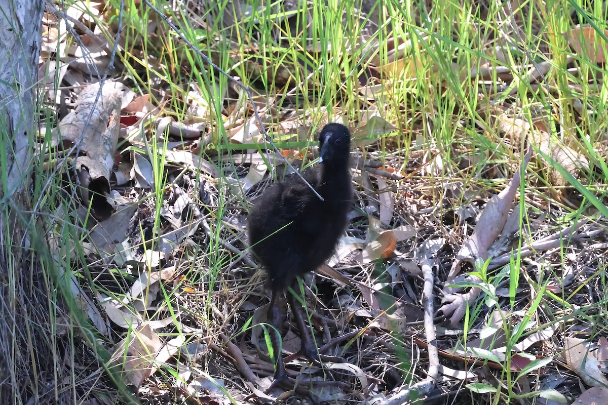 Australasian Swamphen - ML647189978