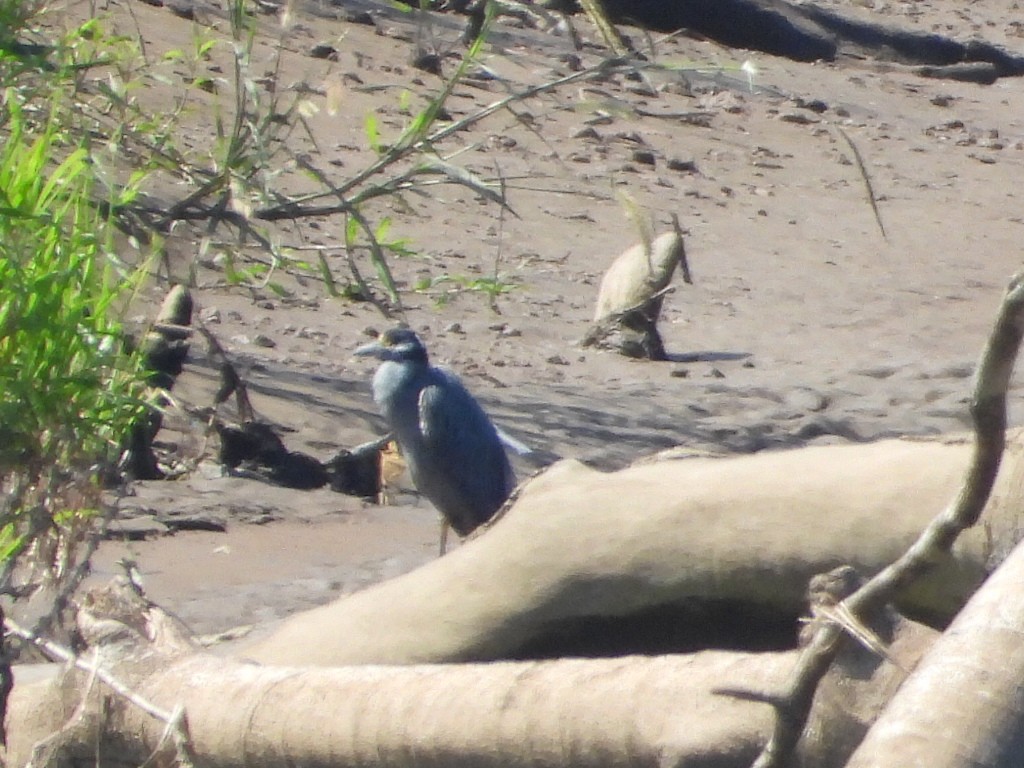 Yellow-crowned Night Heron - ML647189982