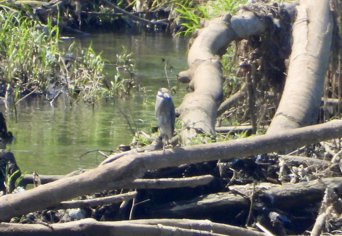Yellow-crowned Night Heron - ML647189983
