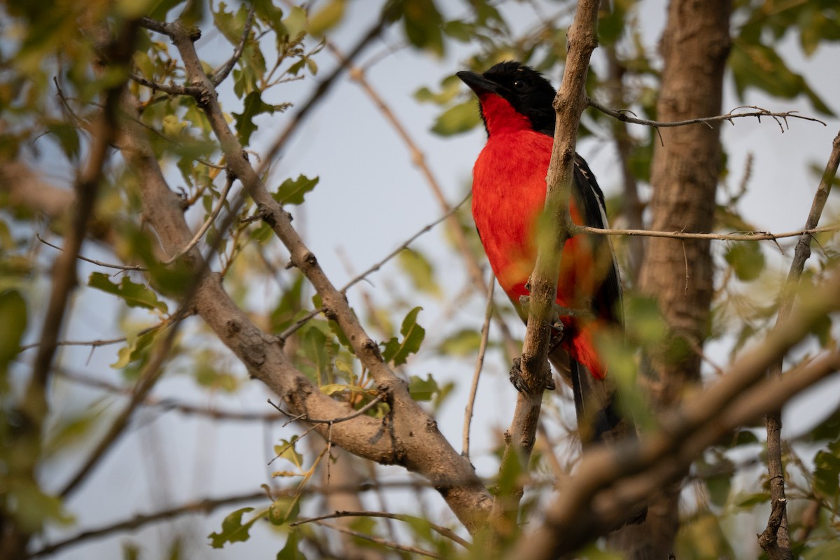 Crimson-breasted Gonolek - ML647189991