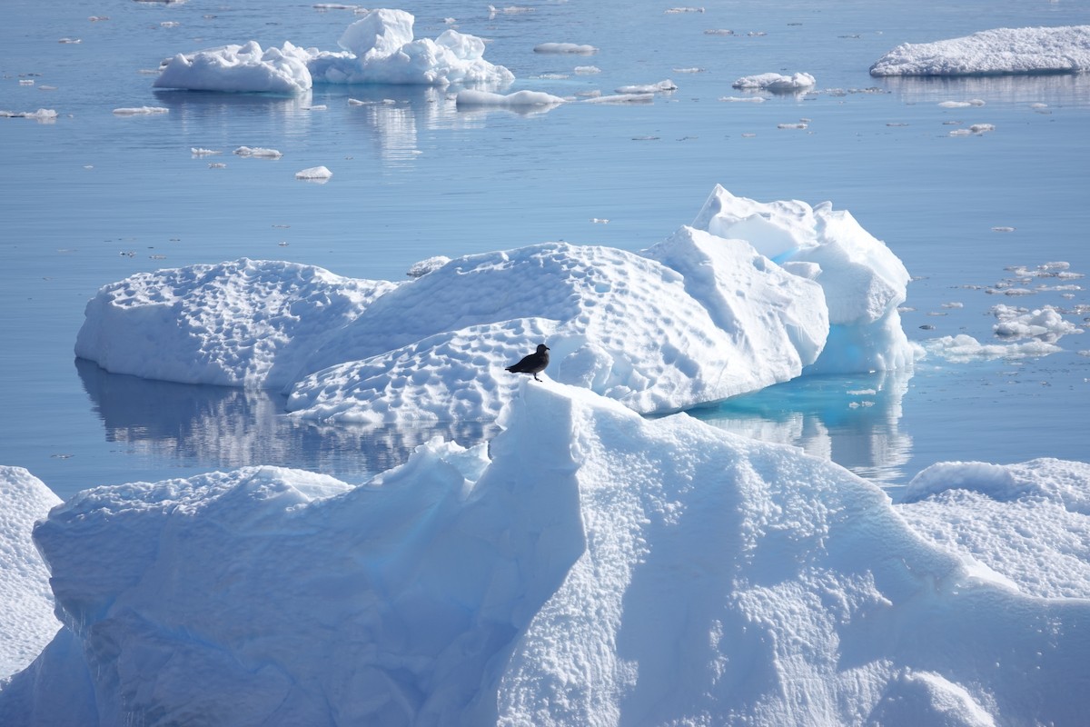 skua sp. - ML647189992