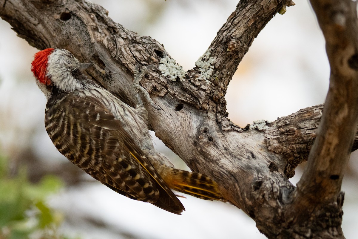 Cardinal Woodpecker - ML647189993
