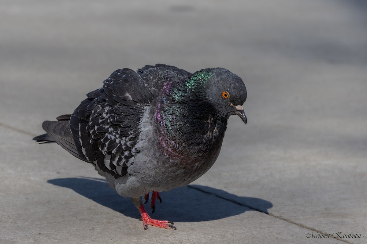 Rock Pigeon (Feral Pigeon) - ML647189996