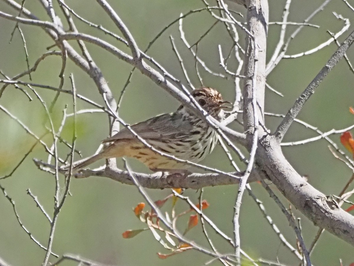 Speckled Warbler - ML647189997