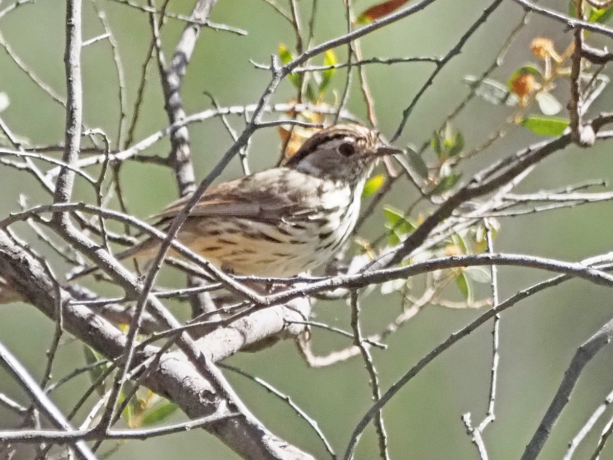 Speckled Warbler - ML647189998
