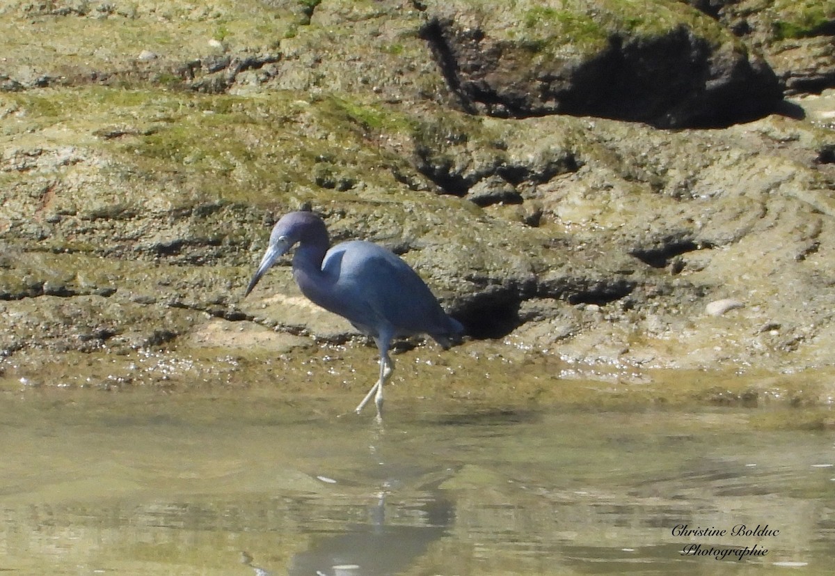 Little Blue Heron - ML647189999