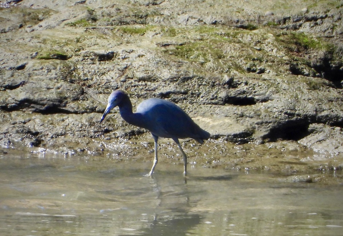 Little Blue Heron - ML647190000