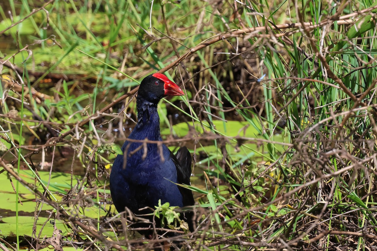 Australasian Swamphen - ML647190001
