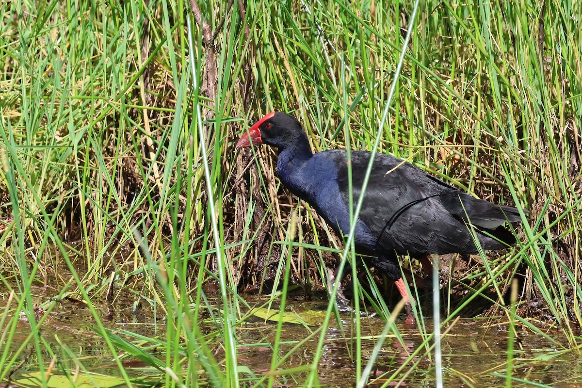 Australasian Swamphen - ML647190002