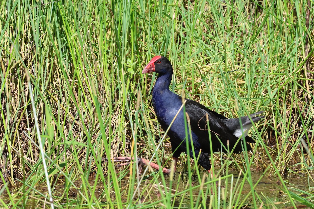 Australasian Swamphen - ML647190003