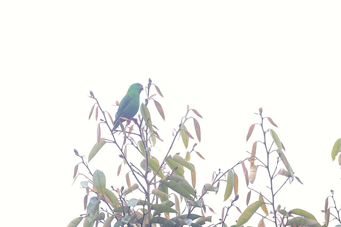 Sula Hanging-Parrot - ML647190005