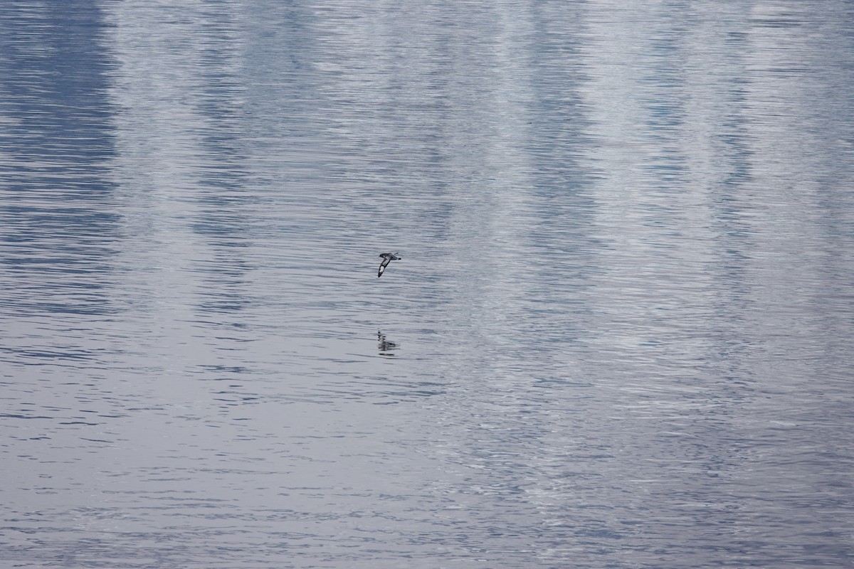 Pintado Petrel - ML647190006