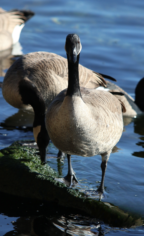 Canada Goose - ML647190007