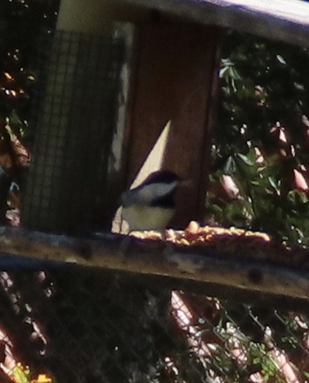Carolina Chickadee - ML647190008
