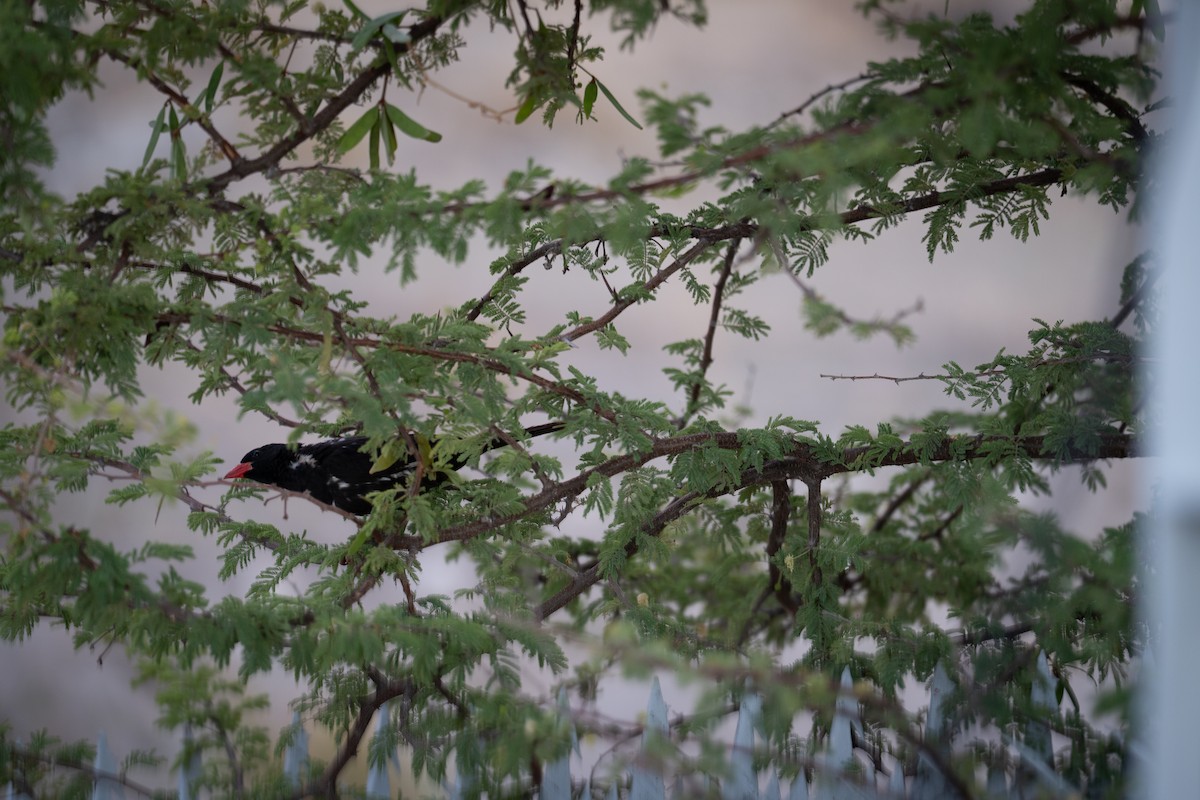 Red-billed Buffalo-Weaver - ML647190009