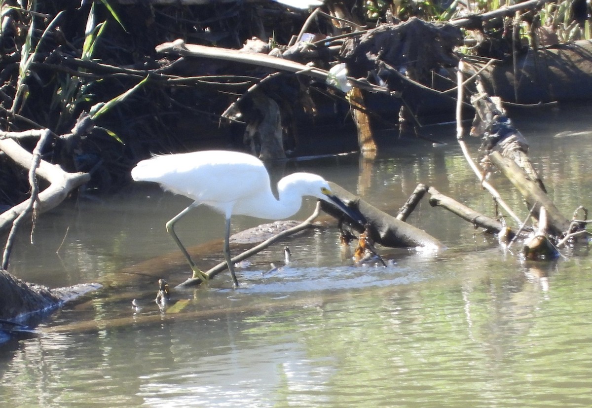 Snowy Egret - ML647190010