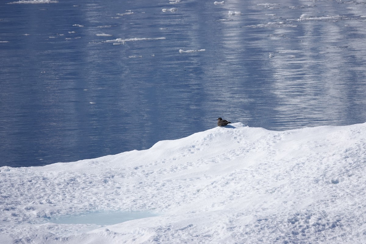 skua sp. - ML647190011