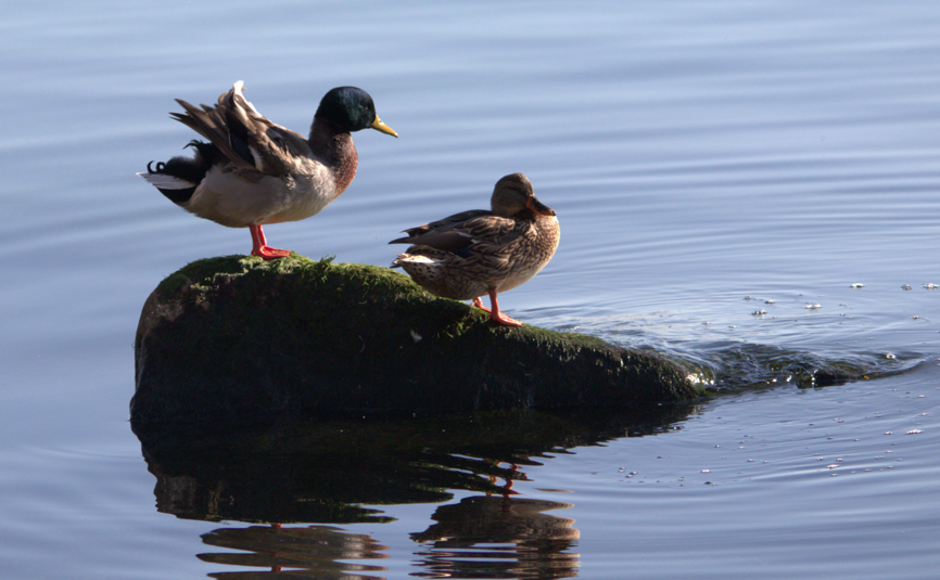 Mallard - ML647190012