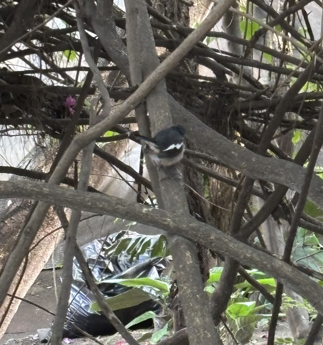 Oriental Magpie-Robin - ML647190013