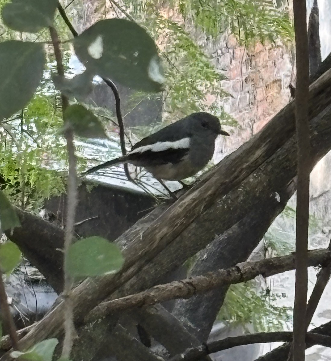 Oriental Magpie-Robin - ML647190014
