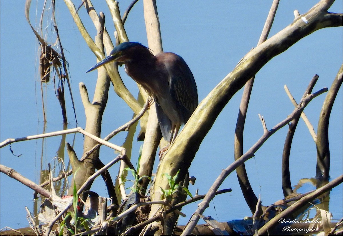 Green Heron - ML647190015