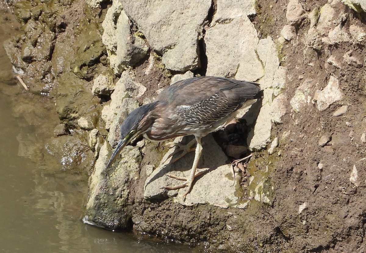 Green Heron - ML647190016