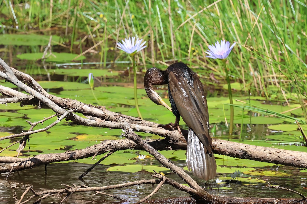 Australasian Darter - ML647190017