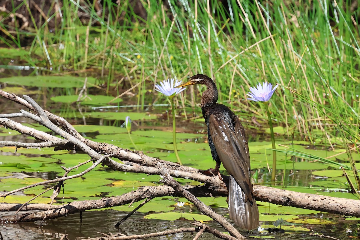 Australasian Darter - ML647190018
