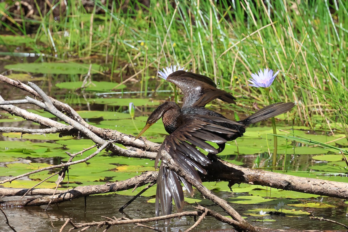 Australasian Darter - ML647190019