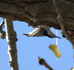 White-breasted Nuthatch - ML647190020