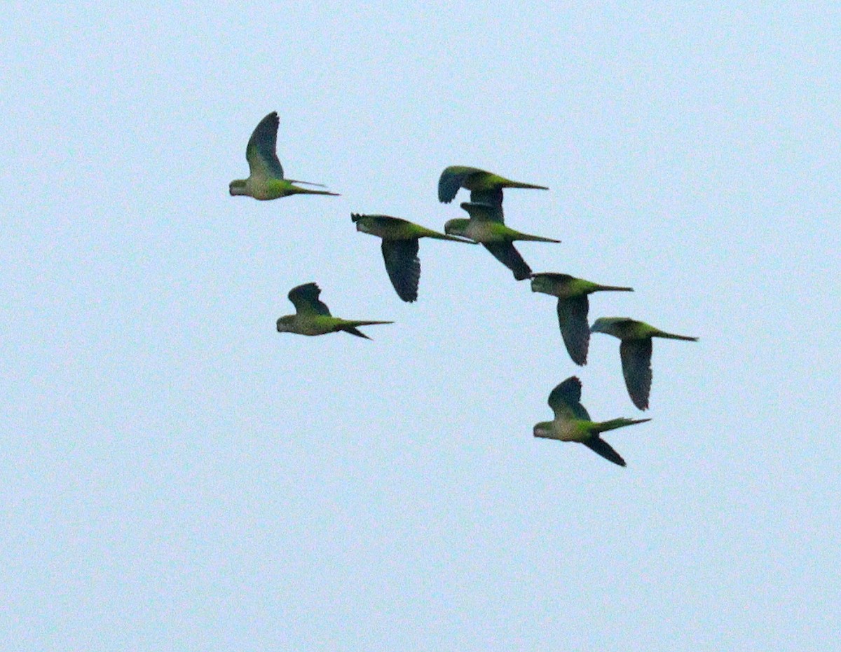 Monk Parakeet - ML647190023