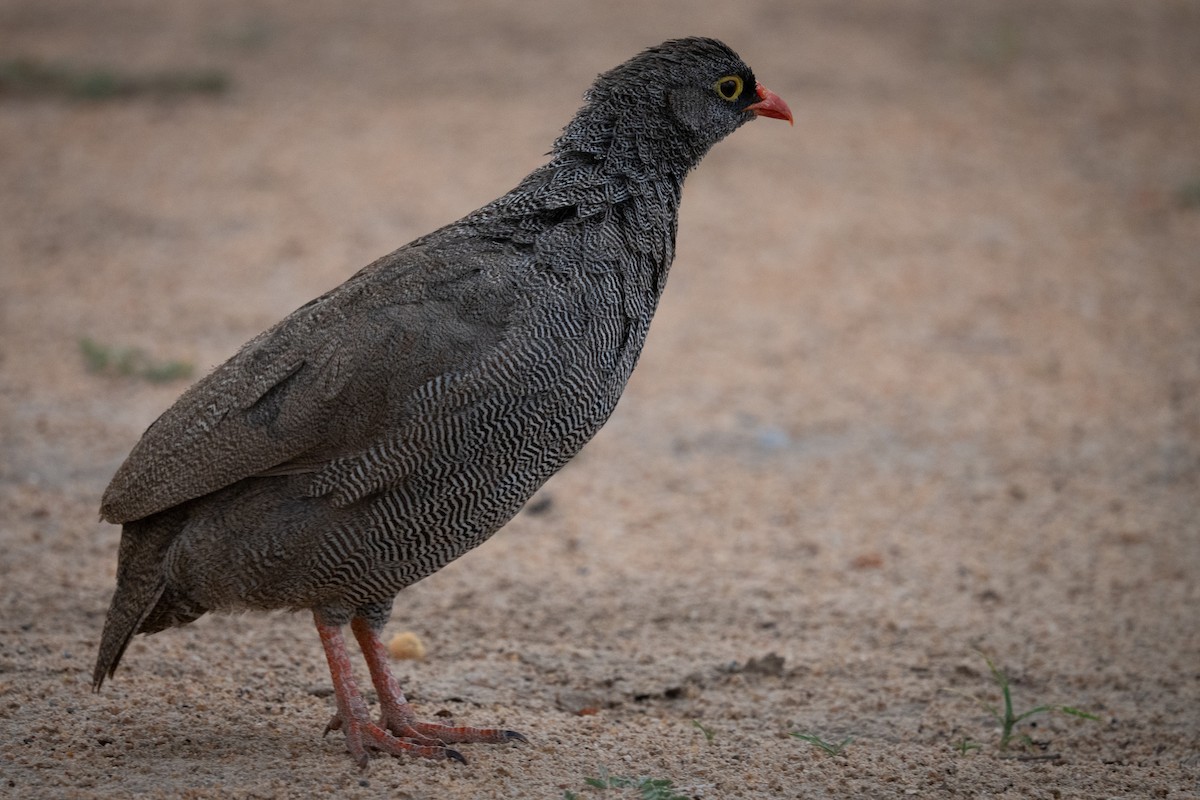 Red-billed Spurfowl - ML647190024