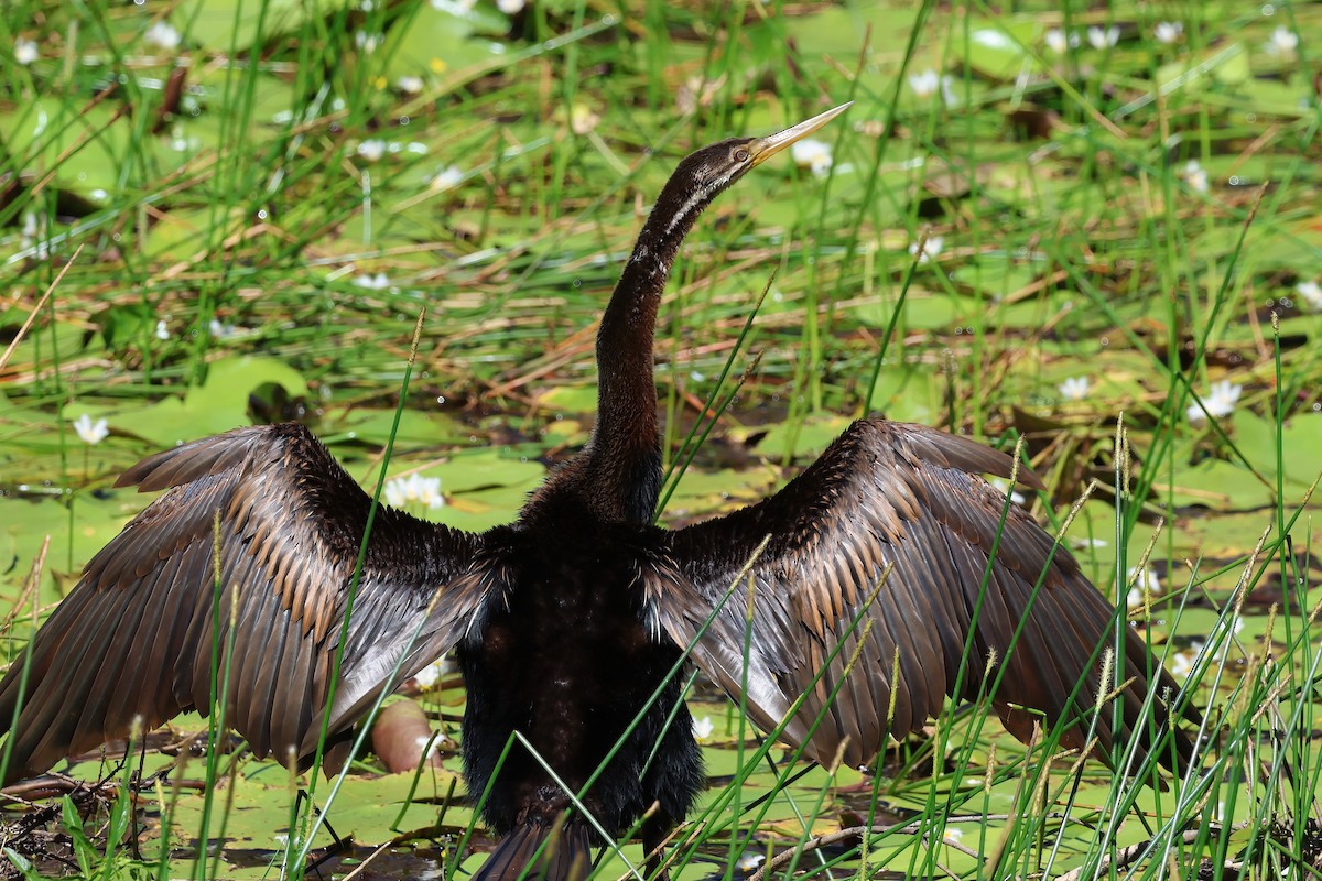 Australasian Darter - ML647190031